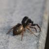 Heliophanus auratus